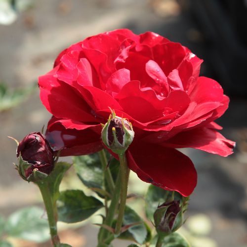 Rosa  Lilli Marleen® - czerwony  - Róże pienne - z kwiatami bukietowymi - korona krzaczasta
